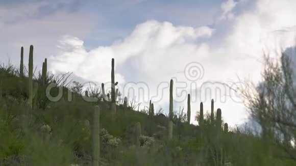 山坡上的萨加罗卡蒂视频的预览图