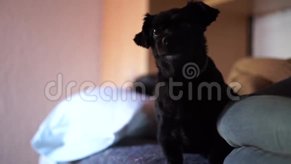 黑狗给爪子吃狗吃视频的预览图