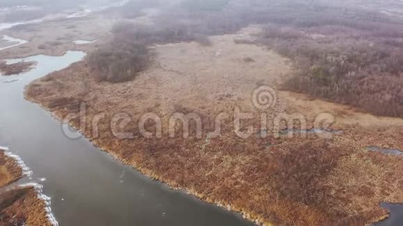 森林附近长满芦苇的沼泽一幅严峻的自然图景视频的预览图