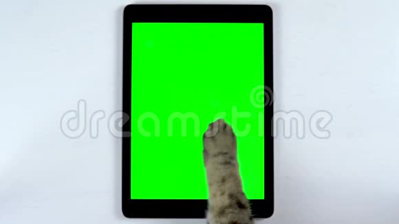 这只猫用平板电脑猫爪子特写可以在平板电脑上滑动并在聊天中写字带绿色的平板电脑视频的预览图