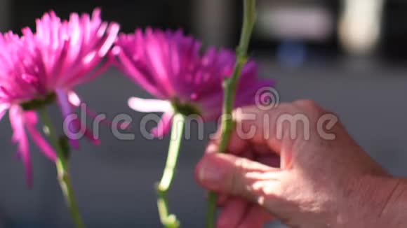 粉红色菊花的花朵近起视频的预览图