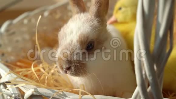复活节兔子穿着白色篮子和小鸭视频的预览图
