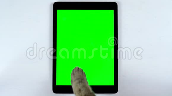 这只猫用平板电脑猫的爪子在平板电脑上滑动并点赞有绿色背景的平板电脑视频的预览图