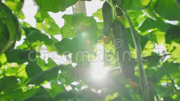 特写漂亮的鲜黄瓜挂在枝头现代农业生长在自动化温室里太阳耀斑视频的预览图