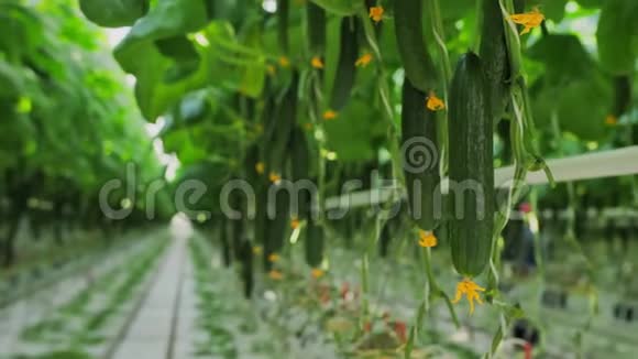 黄瓜挂在工业温室的树枝上植物温室生长技术绿色文化视频的预览图