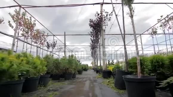 穿过花盆里的植树种苗视频的预览图
