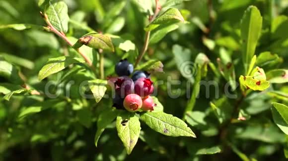 采摘蓝莓果实蓝莓灌木视频的预览图