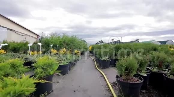 植物园里的路温室生长植物视频的预览图