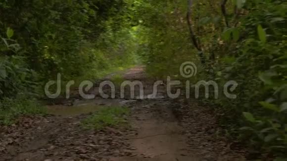 泥泞的小路和茂密的树林视频的预览图