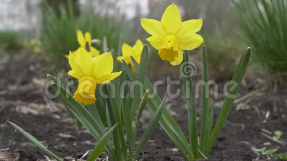 花朵的特写黄色的水仙花生长在城市公园的花坛里在风中摇曳不是人视图视频的预览图