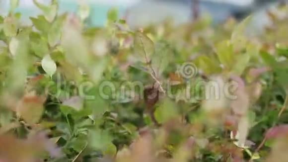 植物幼苗叶片的特写视频的预览图