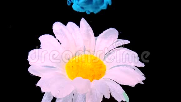 黑色背景下一朵美丽的雏菊花和蓝色水彩墨水在水中的慢动作视频视频的预览图