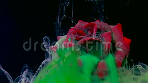 红色玫瑰的背景是绿色水彩墨水在水中的黑色背景视频的预览图