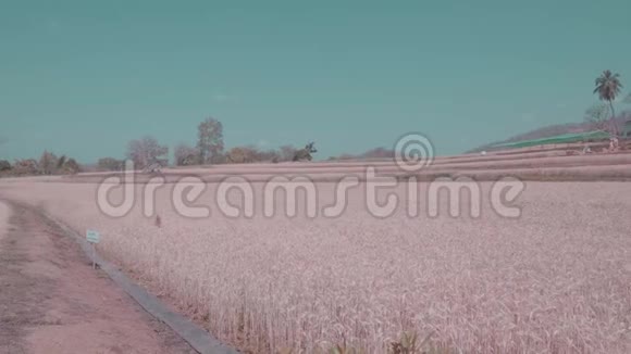 一片美丽的天然大麦视频的预览图