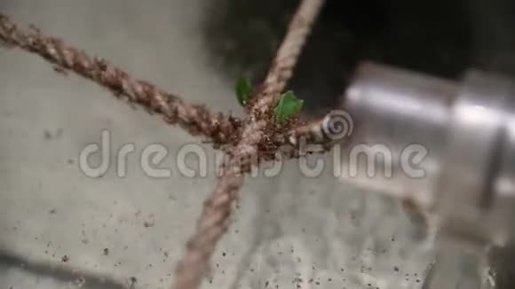 一群蚂蚁把食物叶子运到蚂蚁山视频的预览图