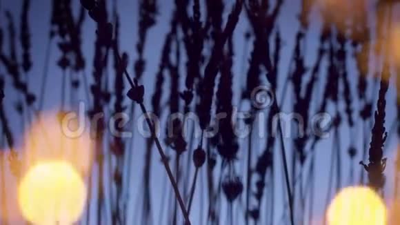 薰衣草的轮廓在深紫背景和模糊的波克光前景视频的预览图