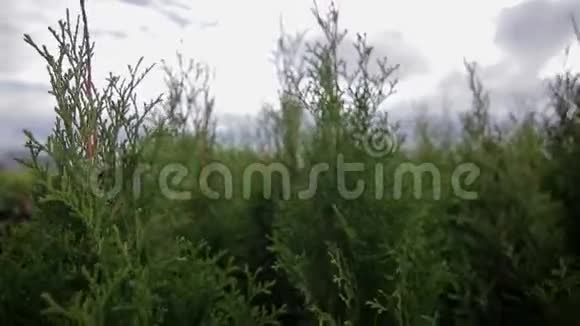 盆栽植物的近景视频的预览图