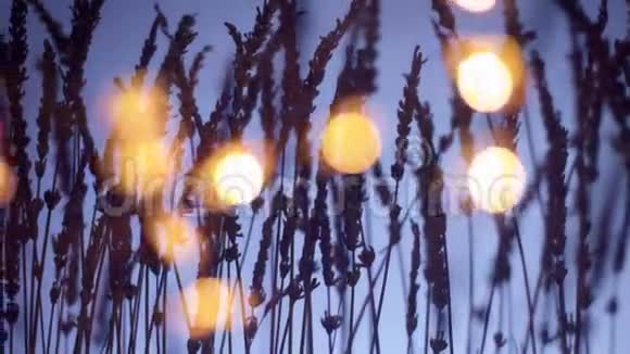 薰衣草的轮廓在深紫背景和模糊的波克光前景视频的预览图