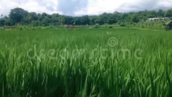 在村里阳光明媚的日子里在稻田的风中表现出新鲜的绿叶视频的预览图