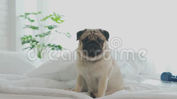 卧室里躺在白色床上的毯子上的可爱的狗种视频的预览图