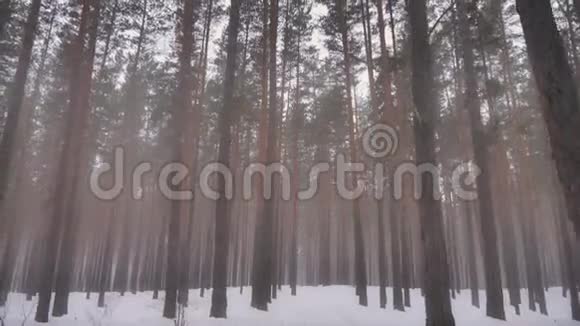 雾中冬天的森林烟雾迷蒙的松林视频的预览图