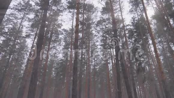 雾中阳光下的松神秘木雾中烟雾和光线下的冬季森林视频的预览图