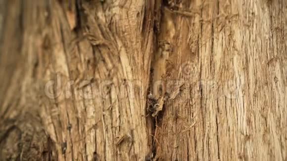 干木材上的腐蚀性涂层干树干视频的预览图