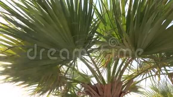 棕榈树和枣树的叶子随风摇摆视频的预览图