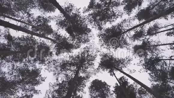 在松树树干和松树林的剪影中仰望视频的预览图