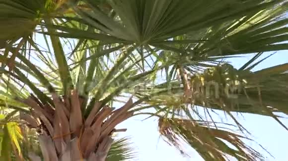 棕榈树和枣树的叶子随风摇摆视频的预览图