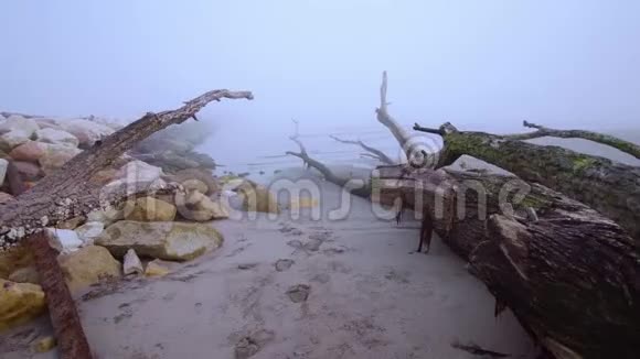 雾中海滩上的树干视频的预览图