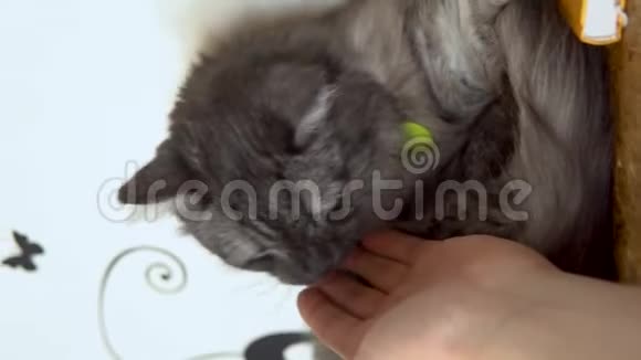 缅因州考恩猫特写一只灰猫舔一只雄性的手咬它垂直视频视频的预览图