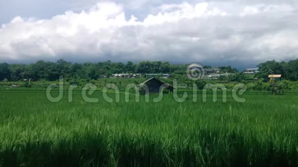 阳光明媚的一天村里稻田中央有一间小屋美丽的绿色景色视频的预览图