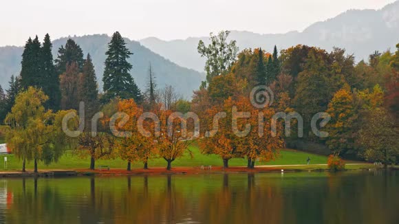 美丽的秋景树木在平静的水中反射视频的预览图