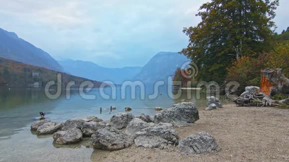 从岩石湖岸看前面有古老的橙色树桩和石头视频的预览图