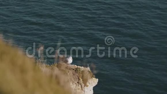大气拍摄的美丽的白色海鸥坐在白色悬崖边上一幅壮丽的海洋野生动物自然景观视频的预览图
