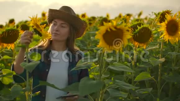 植物学家正在田野上观察夏日的向日葵视频的预览图