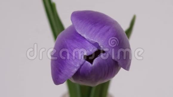 白色背景上盛开的紫色花朵视频的预览图