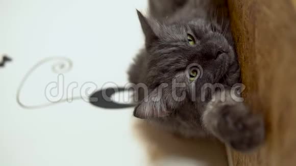 缅因州库恩猫特写灰猫躺在壁橱上垂直视频视频的预览图
