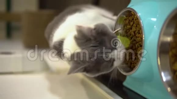 猫吃午饭特写斑点猫吃干粮垂直视频视频的预览图