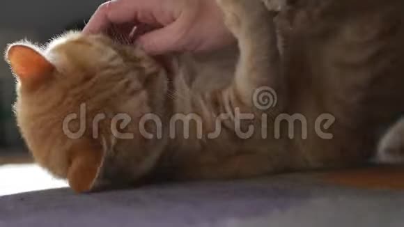一只漂亮可爱的红色小猫正和它的主人在垫子上玩耍那个女人用手挠猫痒痒它视频的预览图