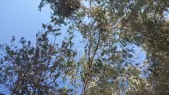 橄榄树在树枝上叶子迎着蓝天在风中摇曳视频的预览图