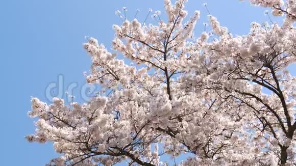春樱花樱花树蓝天视频的预览图