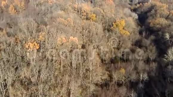 初秋的森林鸟瞰图混交林绿色针叶树落叶黄叶树视频的预览图
