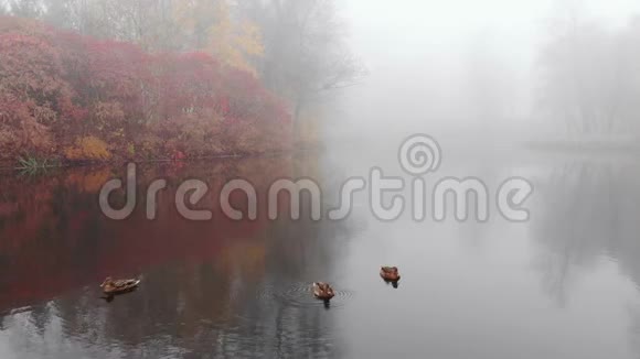 秋天的雾天鸭子在湖里游泳视频的预览图