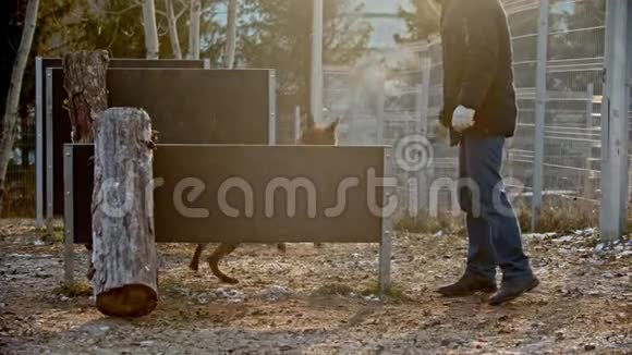 一个男人在训练场上训练他的德国牧羊犬一只狗在棍子后面跳过栅栏视频的预览图
