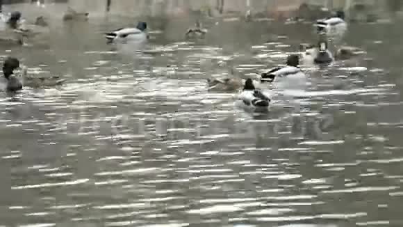 池塘上的鸭子视频的预览图