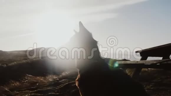 美丽的背部点燃的剪影快乐的德国牧羊犬坐在惊人的阳光多风的海滩缓慢运动视频的预览图