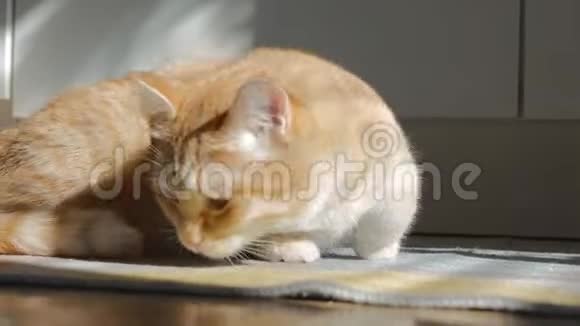 一只漂亮的红色小猫躺在房间的地毯上阳光洒在上面猫看着框架站起来视频的预览图