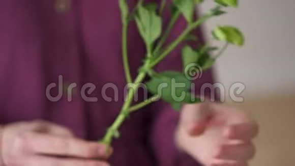 女花匠在制作花束特写镜头时从叶子上清理植物的茎视频的预览图